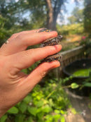 Danube River Locale European Pond Turtle Babies  (Emys orbicularis orbicularis)