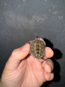 Hi White Concentric Diamondback Terrapin 2024