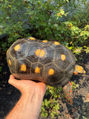 Red Foot Tortoise Adult Male