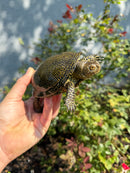 Sicilian Pond Turtle Adult Pair