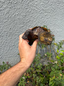 Chinese Big Head Turtle Adult Male
