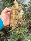 Spanish Pond Turtle Adult Pair