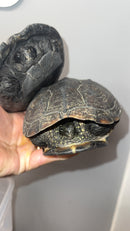 Melanistic Reeves Turtles Adult Pair