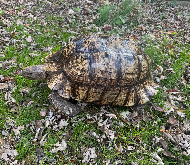 South African Giant Leopard Tortoise Adult Female