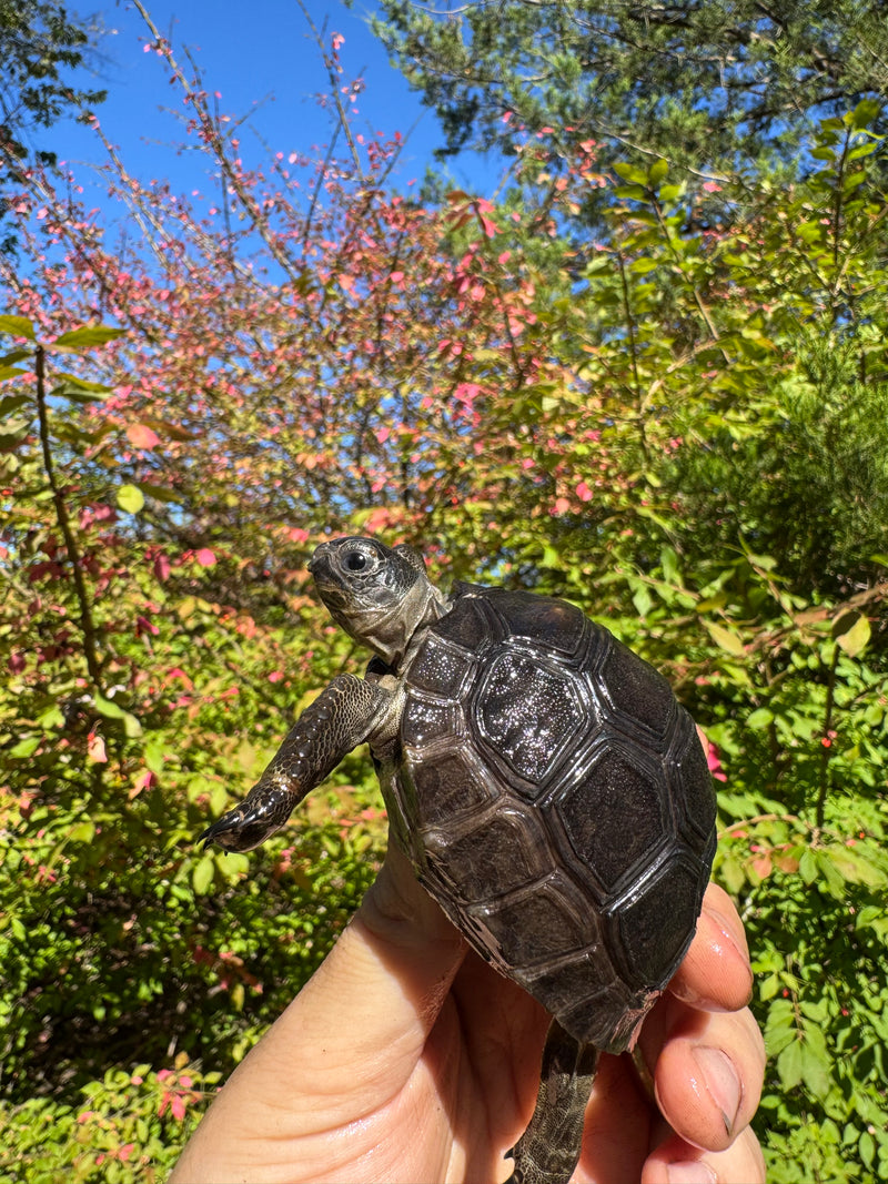Aldabra Tortoise USA CB 2025