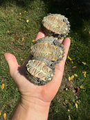 Southern Black-knobbed Sawback Map Turtles (1.2 subadults)  (Graptemys nigrinoda delticola)