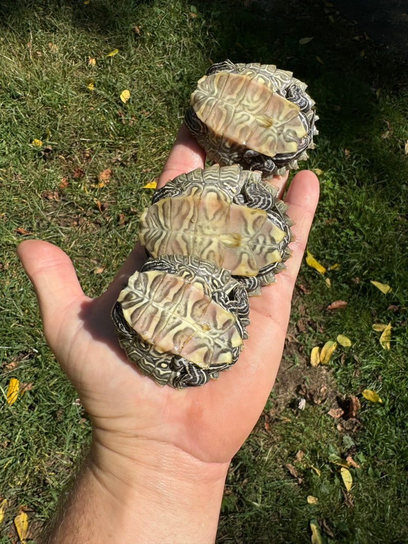 Southern Black-knobbed Sawback Map Turtles (1.2 subadults)  (Graptemys nigrinoda delticola)