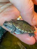 Anerythristic Peacock Slider Female