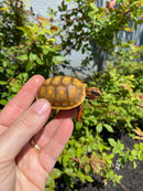 Hypo Blonde Red Foot Tortoise Baby 2026