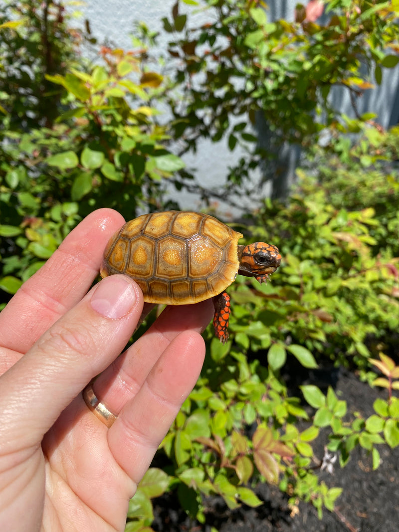 Turtles For Sale | Buy Rare Turtles Online | American Reptile