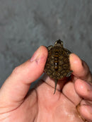 Hi White Concentric Diamondback Terrapin 2023