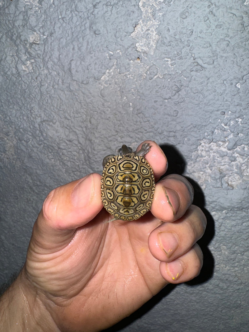 Hi White Concentric Diamondback Terrapin 2024