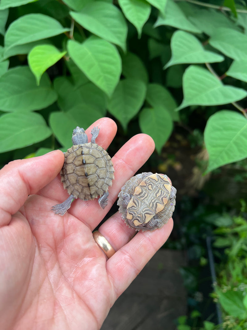 Ouachita Map Turtle Baby  (Graptemys ouachitensis)