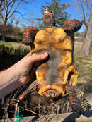 Barbados Red Foot Tortoise Adult Pair