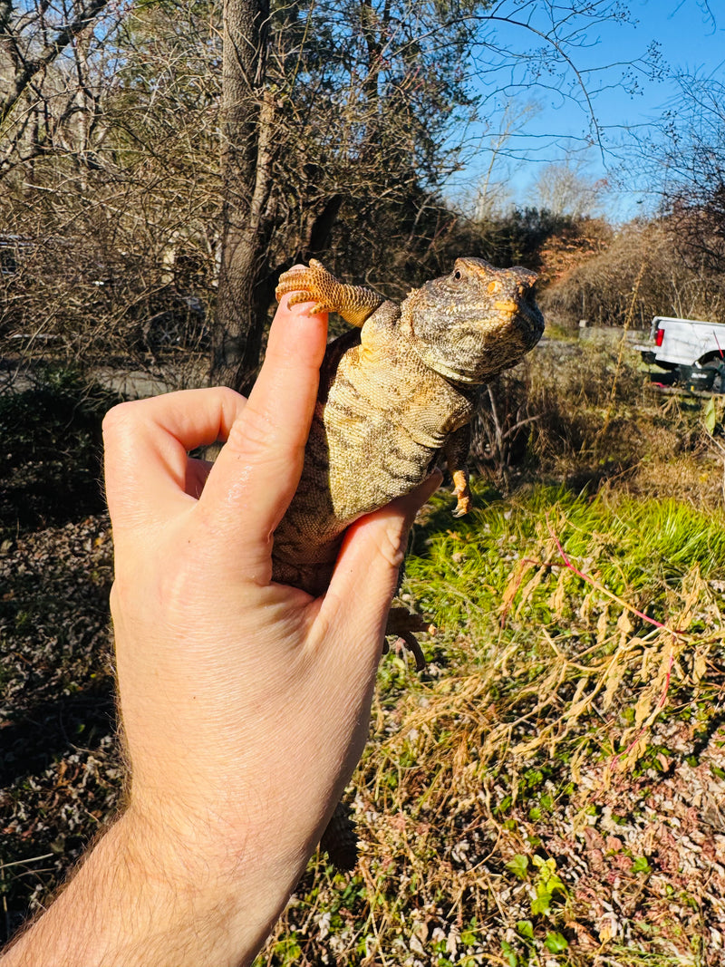 Super Red Niger Uromastyx Adult Pair