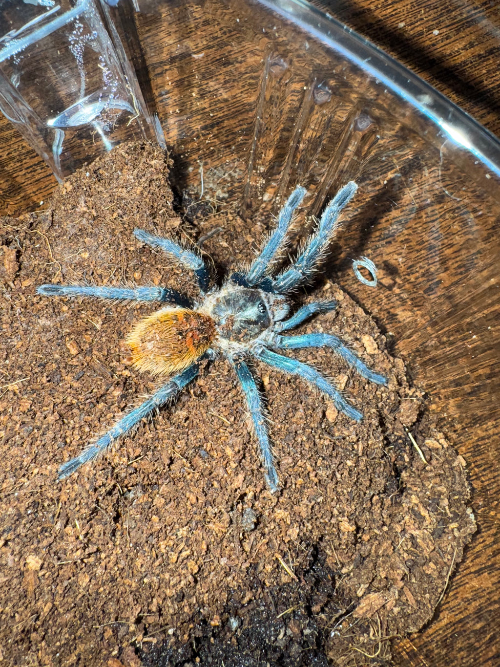 洋楽 Tarantula F02EEDCA-E43B-477E-A5B9-
