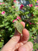 Mitch Clown Red Eared Slider Turtle