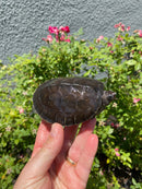 Painted River Terrapin Juveniles (4-5 inch) (Batagur borneoensis)