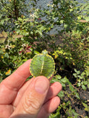 Pastel Picasso Red Eared Slider Turtle