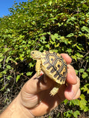 Leopard Tortoise 2024