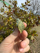 Mitch Clown Red Eared Slider Turtle