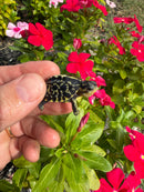 HI YELLOW Florida Box Turtle