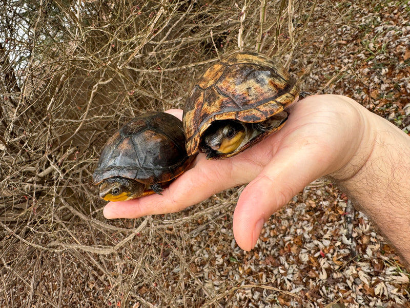 White Lipped Mud Turtle Adult Pair