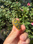 Flame Pastel Clown Northern Red Bellied Turtle