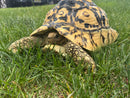 HI White Leopard Tortoise Adult Female