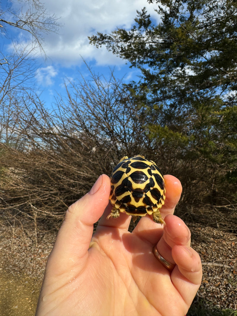 Sri Lankan Star Tortoise 2024