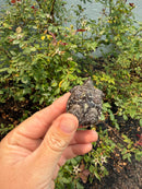 Alligator Snapping Turtle X Florida Snapping Turtle