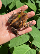 Brazilian Horned Frog Adult Pair