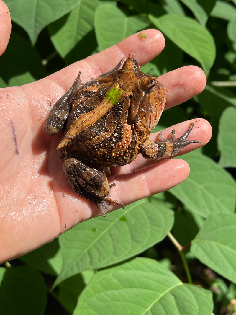 Brazilian Horned Frog Adult Pair