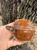 Spiny Hill Turtle CB 2024