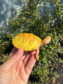 Albino Heiroglyphic River Cooter Turtle