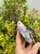 Ornate Diamondback Terrapin Female