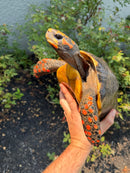 Red Foot Tortoise Adult Male