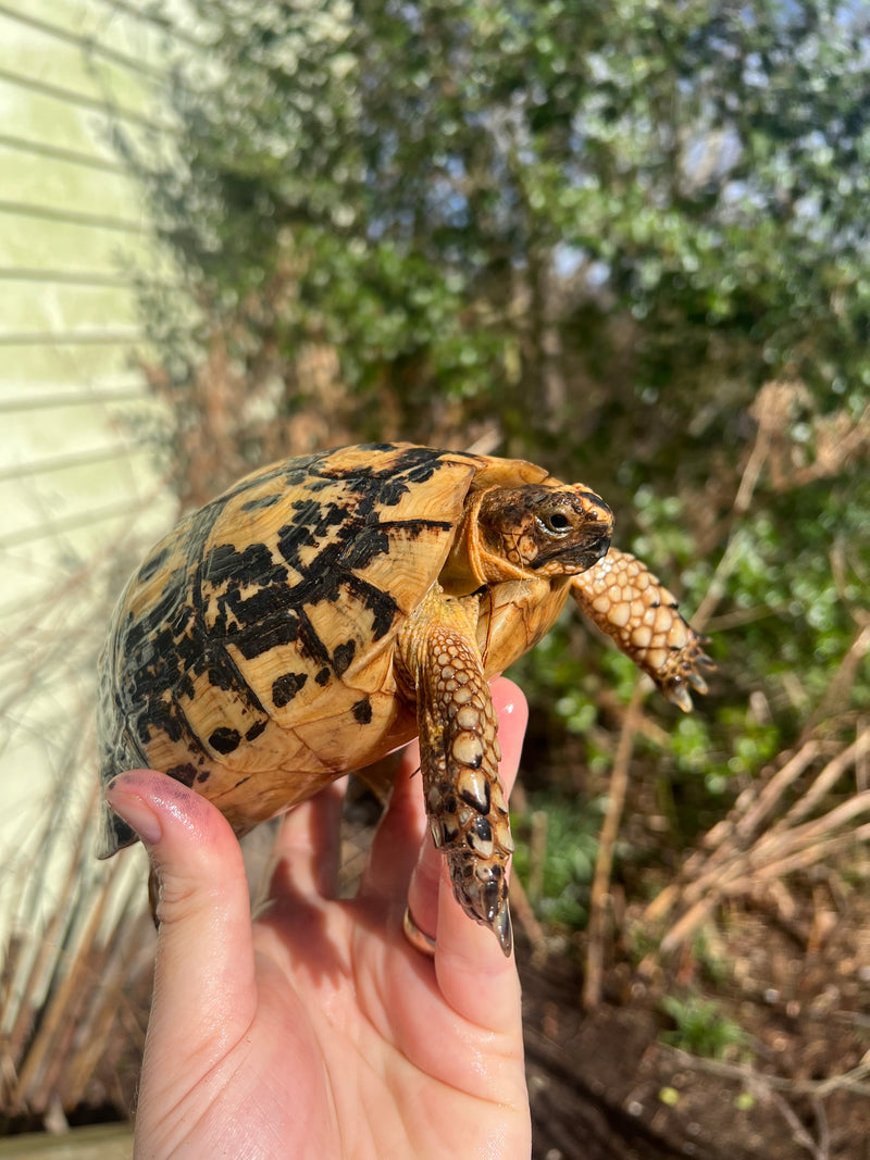 Libyan Greek Tortoise Adult Female