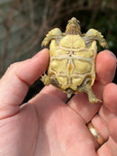 Leopard Tortoise 2024