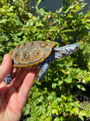 Adult Conentric Diamondback Terrapin Male