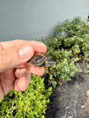 Pastel  Southern Painted Turtle 2026
