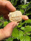 Paradox Albino Common Snapping Turtle