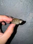 Hi White Concentric Diamondback Terrapin 2024