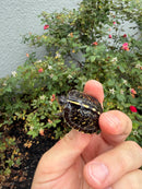 HI YELLOW Florida Box Turtle