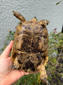 Mesopotamian Greek Tortoise Adult Female