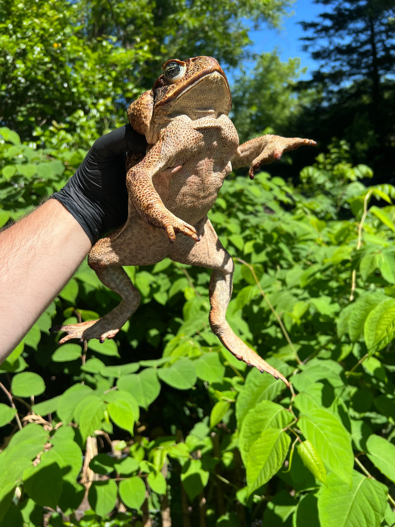 Suriname Giant Marine Toad Female