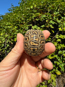 Leopard Tortoise 2024