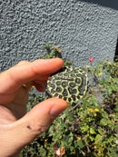 Pastel Clown River Cooter Turtle Baby 2026