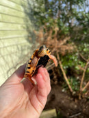 Golden Coin Box Turtle 2023