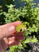 Mitch Clown Red Eared Slider Turtle